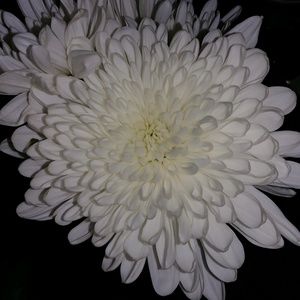 Meet your Posher, Adrianna